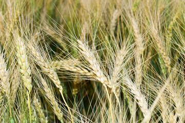 A field with golden ears of wheat on a hot summer day