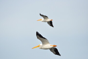 White pelicans in flight