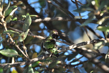 Humming bird on the tree
