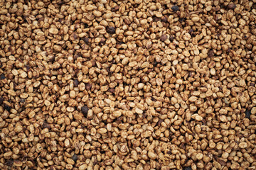 Coffee Processing ,Natural Dry Process ,Pulped-natural, Semi-dry Process ,Honey Process, Cherry coffee beans, yellow coffee ripeness dry . 