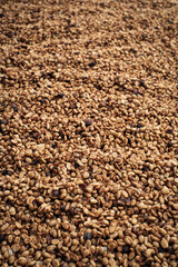 Coffee Processing ,Natural Dry Process ,Pulped-natural, Semi-dry Process ,Honey Process, Cherry coffee beans, yellow coffee ripeness dry . 