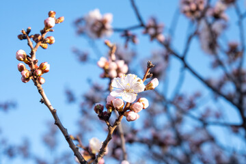 apricot flowers against the blue sky. Beautiful spring background