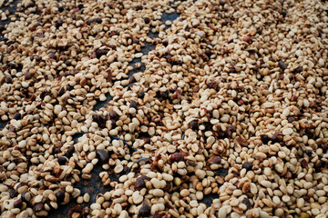 Coffee Processing ,Natural Dry Process ,Pulped-natural, Semi-dry Process ,Honey Process, Cherry coffee beans, yellow coffee ripeness dry . 