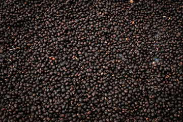 Coffee Processing ,Natural Dry Process ,Pulped-natural, Semi-dry Process ,Honey Process, Cherry coffee beans, yellow coffee ripeness dry . 