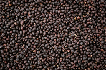 Coffee Processing ,Natural Dry Process ,Pulped-natural, Semi-dry Process ,Honey Process, Cherry coffee beans, yellow coffee ripeness dry . 