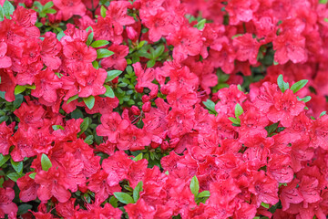 Blooming red azalea flowers with dew drops in spring garden