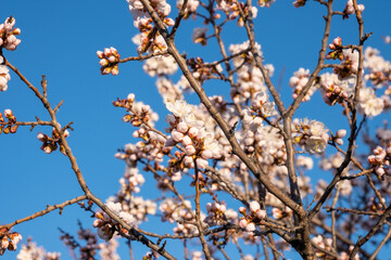 apricot flowers against the blue sky. Beautiful spring background