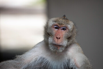 Fototapeta premium 可愛いサル 