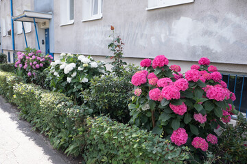 Blooming pink Hydrangea in the courtyard of a multi-storey building.