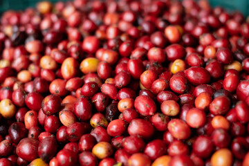 Coffee Cherry beans.