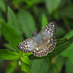 Fototapeta na wymiar blue butterfly on green leaf