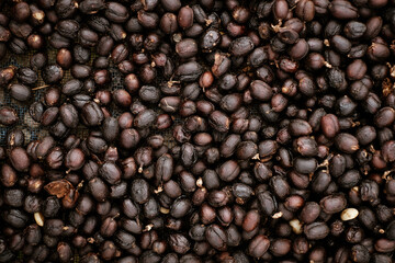 Coffee Processing ,Natural Dry Process ,Pulped-natural, Semi-dry Process , dry black coffee seeds.