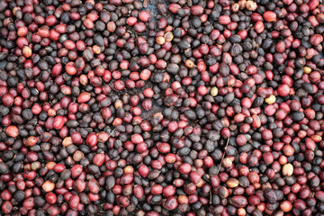 Natural Dry Process ,Pulped-natural, Semi-dry Process Cherry coffee beans.