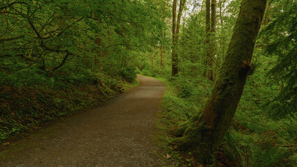 Fototapeta premium Forest trail at a BC urban park.