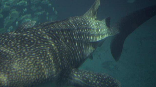 This close up video shows a whale shark (Rhincodon typus) swimming underwater in the ocean.