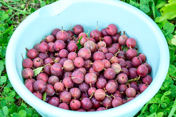 gooseberries in a bowl on the grass, red gooseberry berry in a bowl