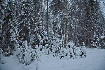 Winter northern forest after snowfall.