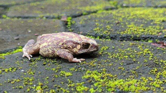 a panning shot of a fat toad with a fast heart beat laying on the ground with grass patches