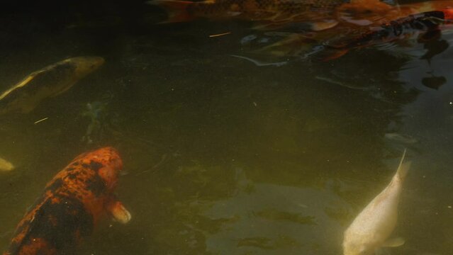 A group of colorful koi or carp fish swim in a city park in a pond. Close-up