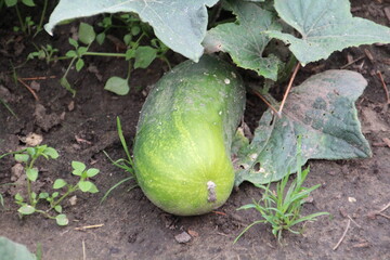 zucchini on the vine