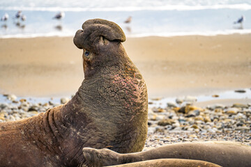 Portrait of a large male Elephant seal , Drakes Beach, California