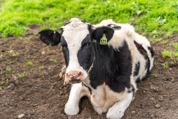 Obraz na płótnie Canvas Cow resting in the pasture. 