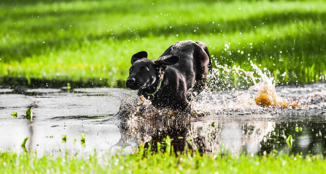Black lab puppy in water