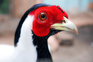 Selective Focus of Pheasant Bird