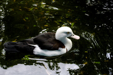 a Swan Swimming on the Pond
