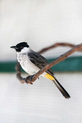 Kutilang Bird Standing on a Branch