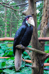 Rangkong or Toucan Bird Standing on a Branch