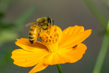 Image of bee or honeybee on yellow flower collects nectar. Golden honeybee on flower pollen....