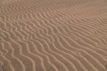 Fototapeta na wymiar sanddune rippling surface of dry sand dune