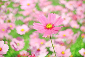 Fototapeta premium beautiful pink cosmos flower on blur background.