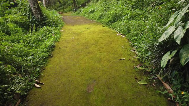 Green Path in the Bali Jungle Forest, Moss on Walkway Through Native Vegetation, Balinese Goa Garba Temple, Indonesia, Southeast Asian Flora