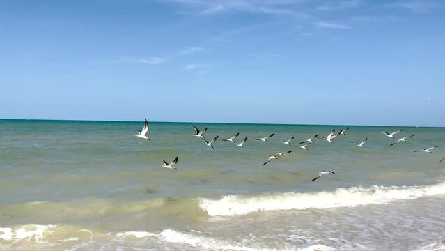 shot of birds looking for food on the beach in yucatan mexico