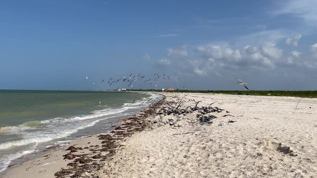 slow motion shot of seagulls flying over the beach in search of food in yucatan