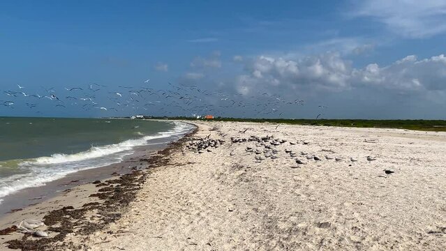 slow motion shot of flock of seagulls on the beach in yucatan mexico