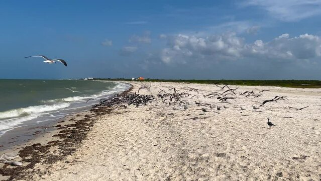 slow motion shot of flock of seagulls looking for food on the beach in yucatan mexico