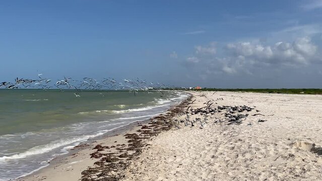 slow motion shot of seagulls taking off on the beach in search of food in yucatan