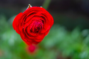 雨の日のラナンキュラス 