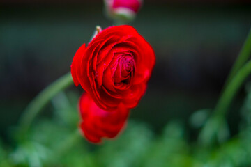 雨の日のラナンキュラス 