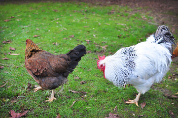Welsummer chicken, Sussex chicken chooks walking wandering in the garden grass