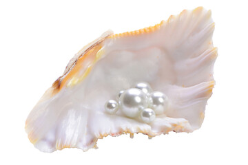 Pearl seashell isolated on white