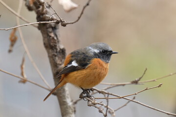 daurian redstart on a branch