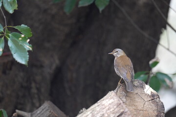 pale thrush in a forest
