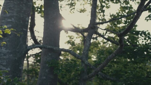 trees in the forest