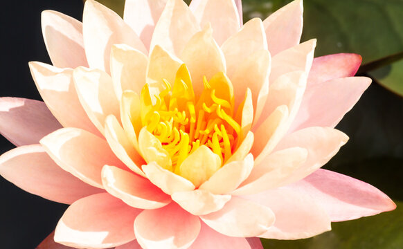 Beautiful pink water lily or lotus flower in pond. Royalty high quality free stock footage of a pink lotus flower. background is the lotus leaf in a lotus pond at Yokohama, Kanagawa Prefecture Japan.