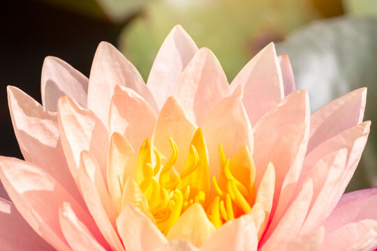 Beautiful pink water lily or lotus flower in pond. Royalty high quality free stock footage of a pink lotus flower. background is the lotus leaf in a lotus pond at Yokohama, Kanagawa Prefecture Japan.