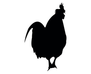 Vector chicken silhouette isolated on white background